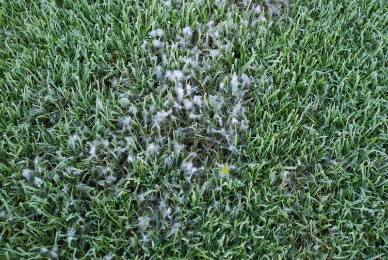 Pythium Blight