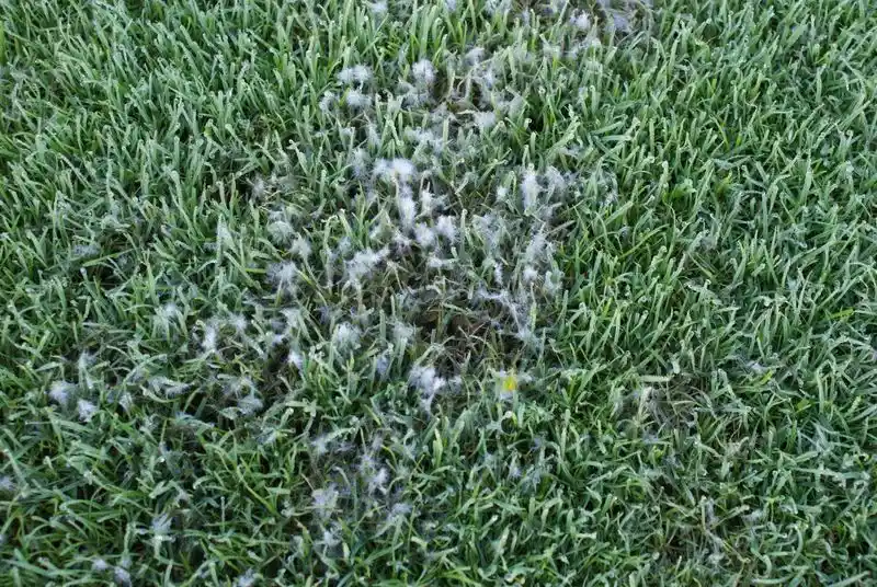 Pythium Blight