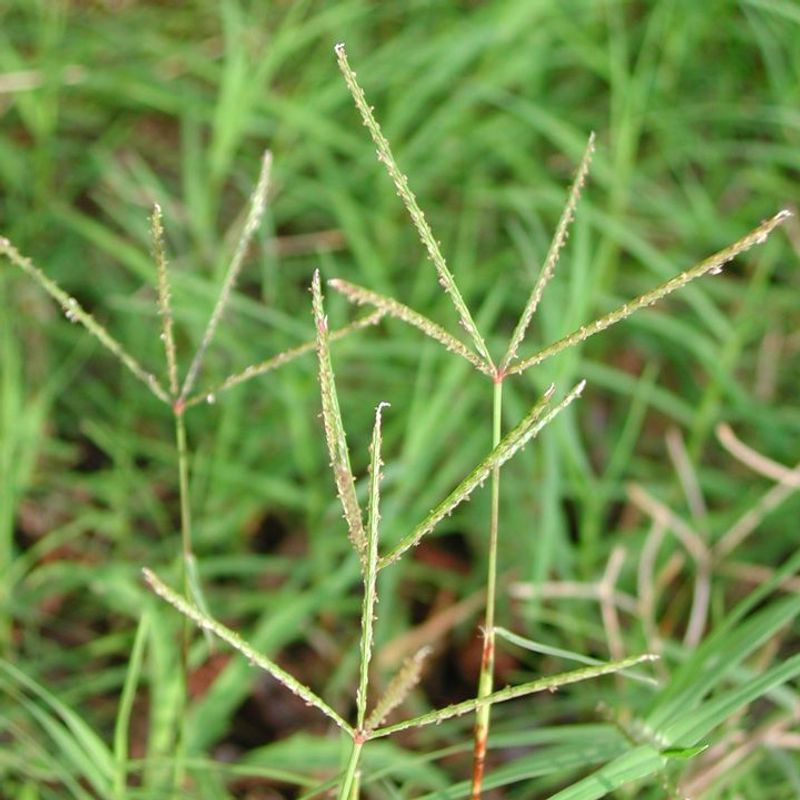Quackgrass