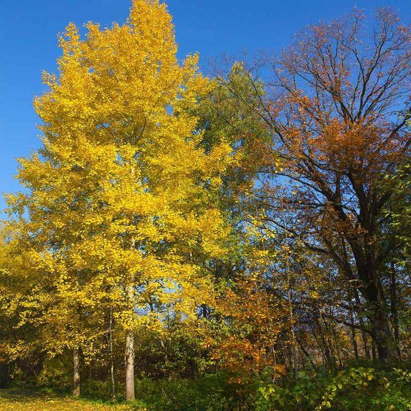 Quaking Aspen