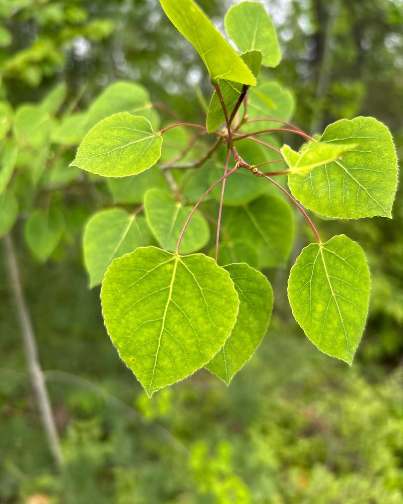 Quaking Aspen