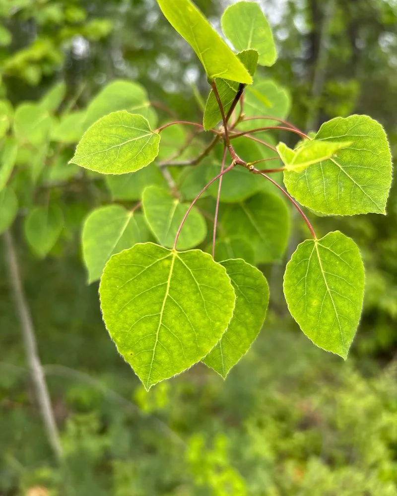 Quaking Aspen