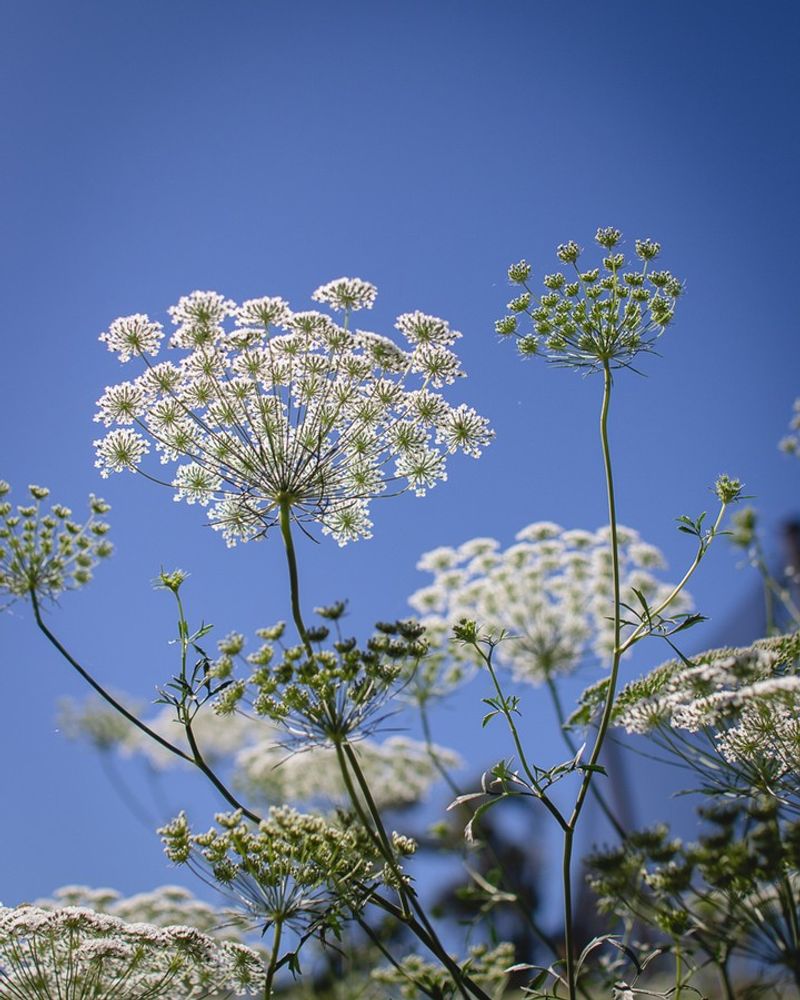 Queen Anne's Lace