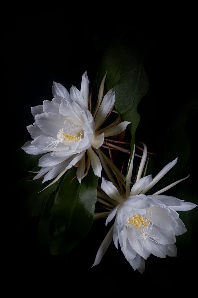 Queen of the Night