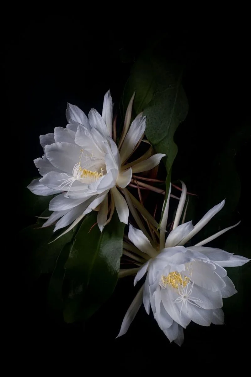 Queen of the Night