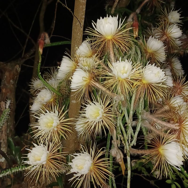 Queen of the Night