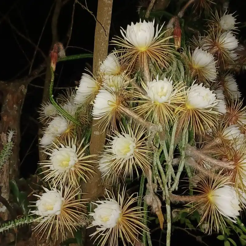 Queen of the Night