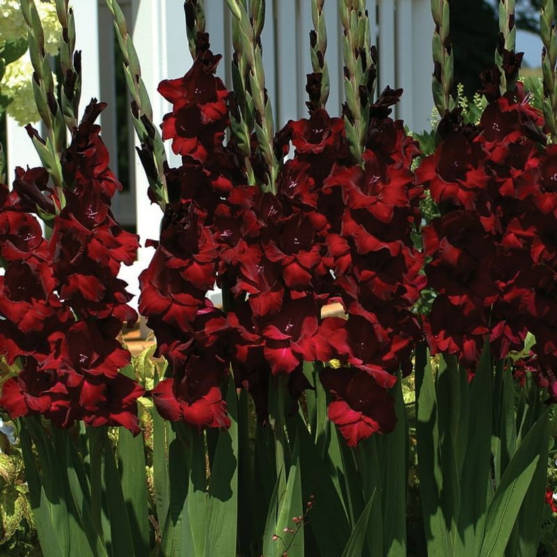 Night Gladiolus