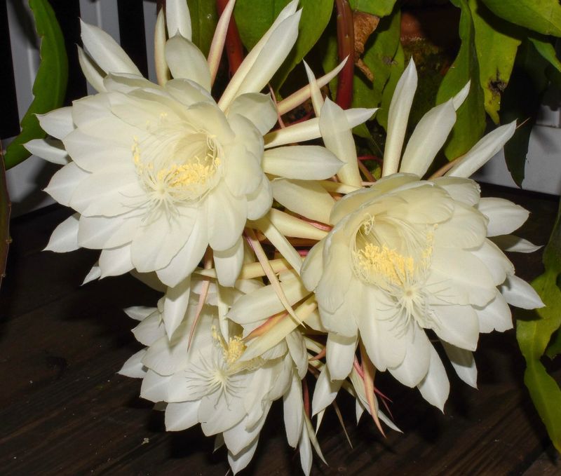Queen of the Night (Cereus)