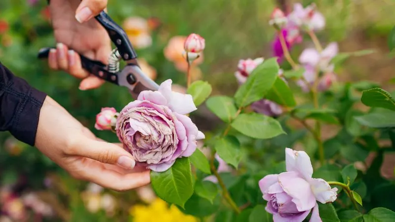 Effortless Deadheading