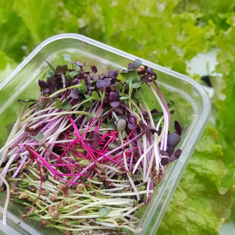 Radicchio Microgreens