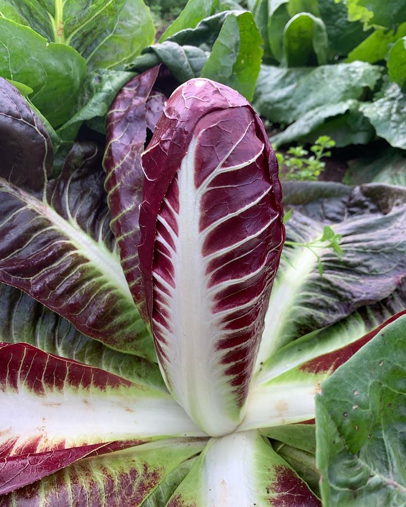 Radicchio
