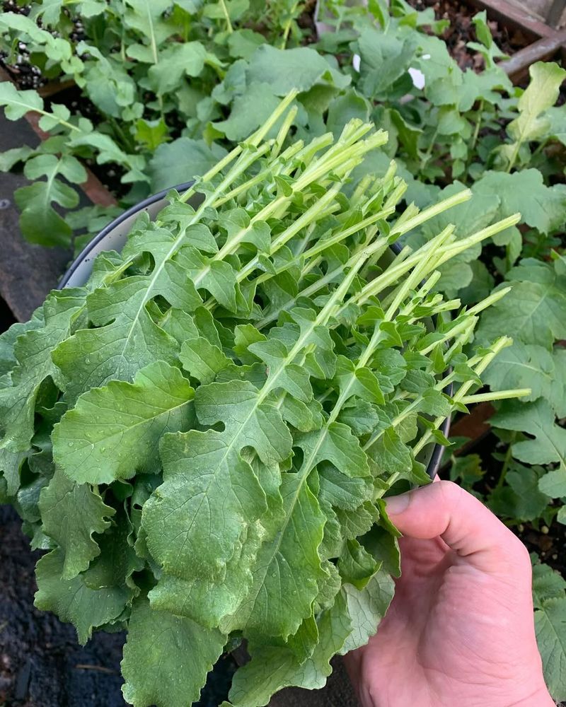 Radish Greens