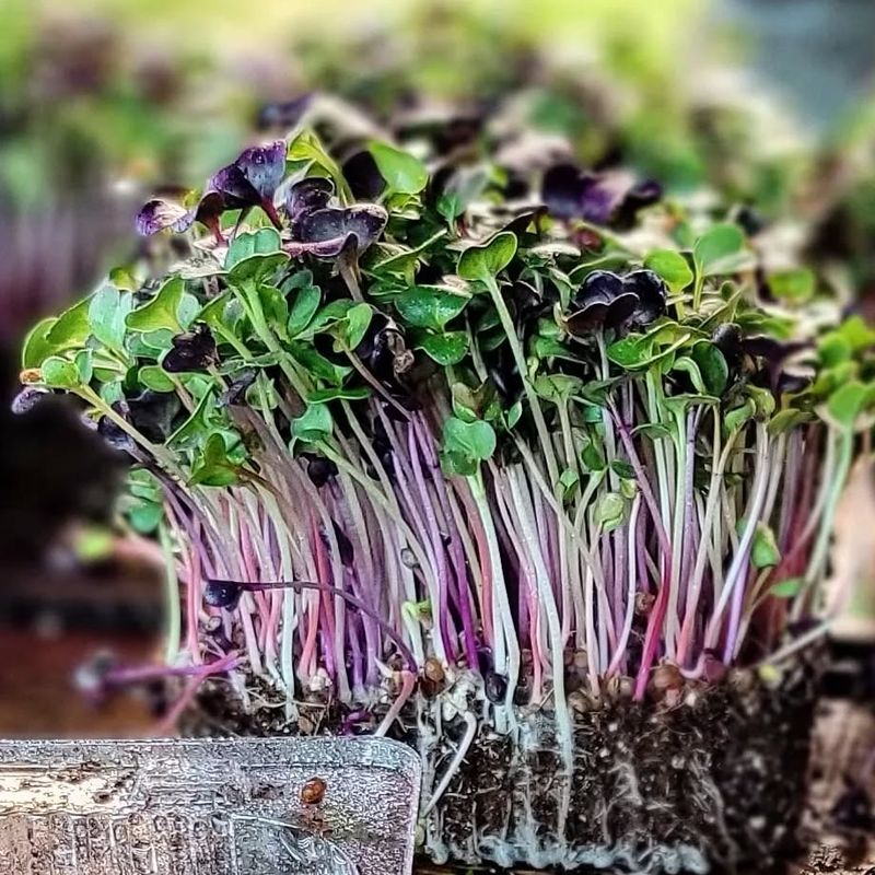 Radish Microgreens
