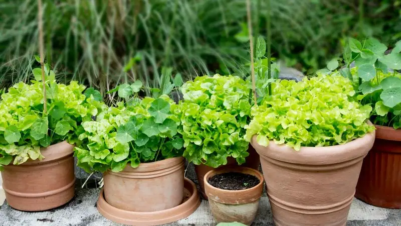 Lettuce