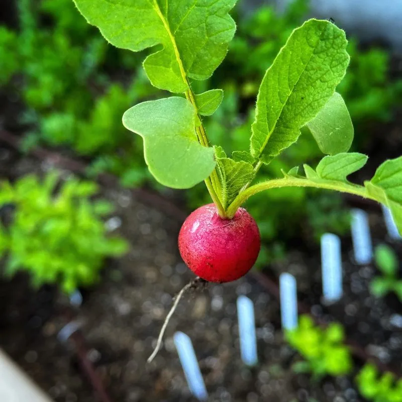 Radishes
