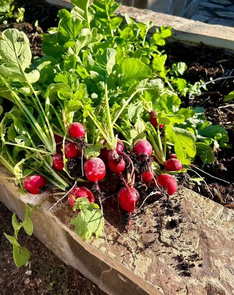 Radishes