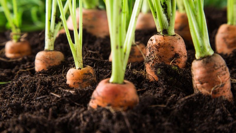 Carrots