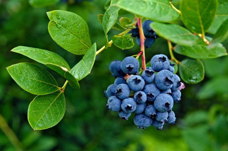 Blueberries