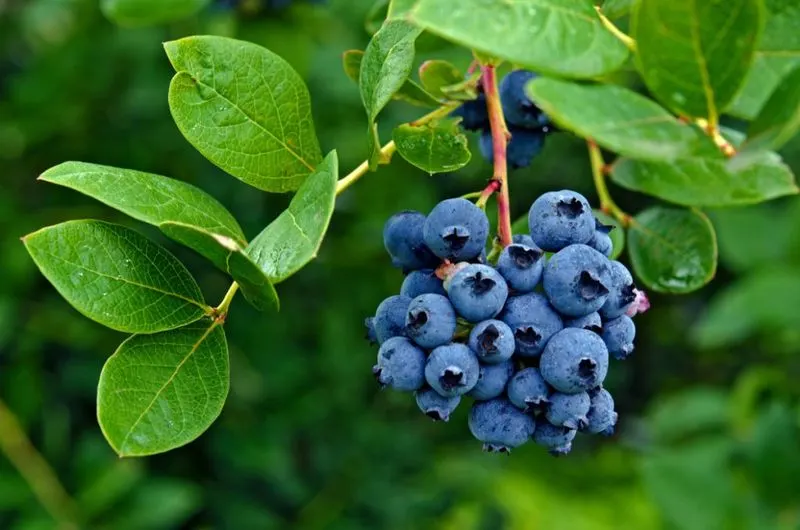 Blueberries