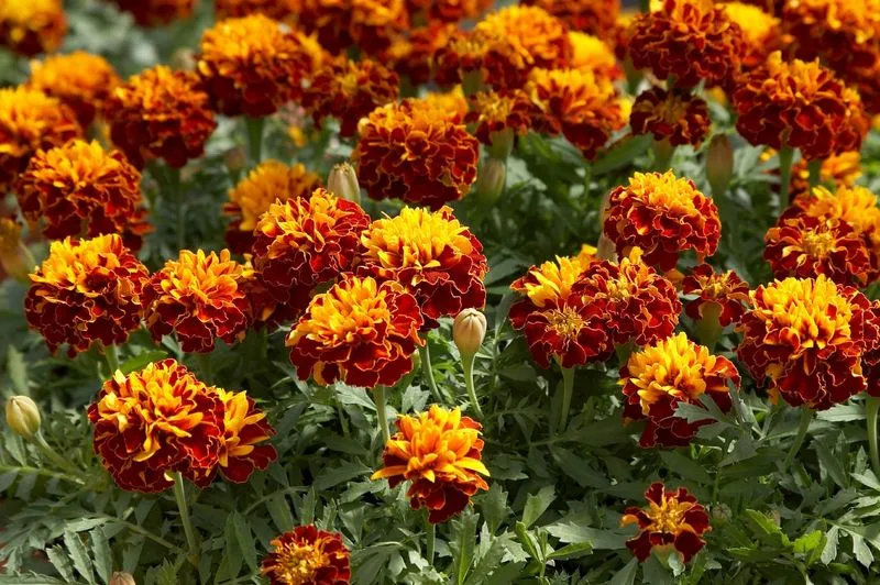 Marigolds