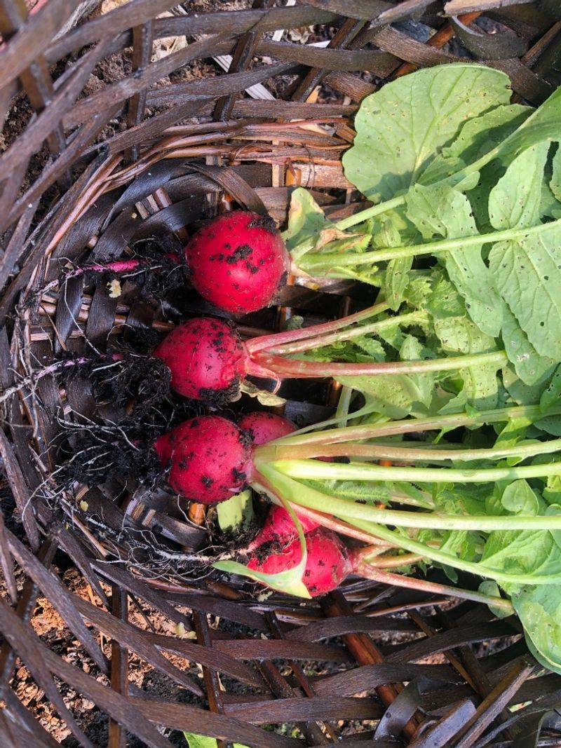 Radishes