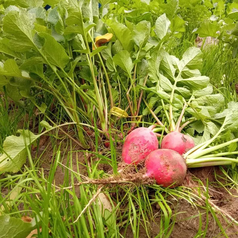 Radishes