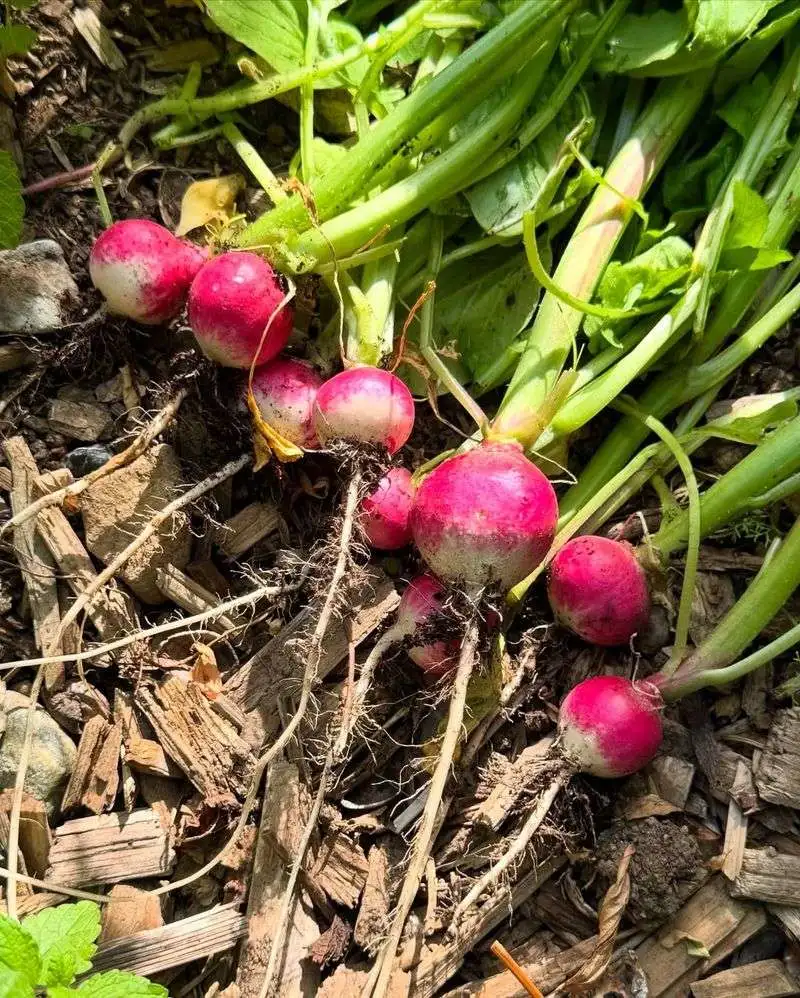 Radishes