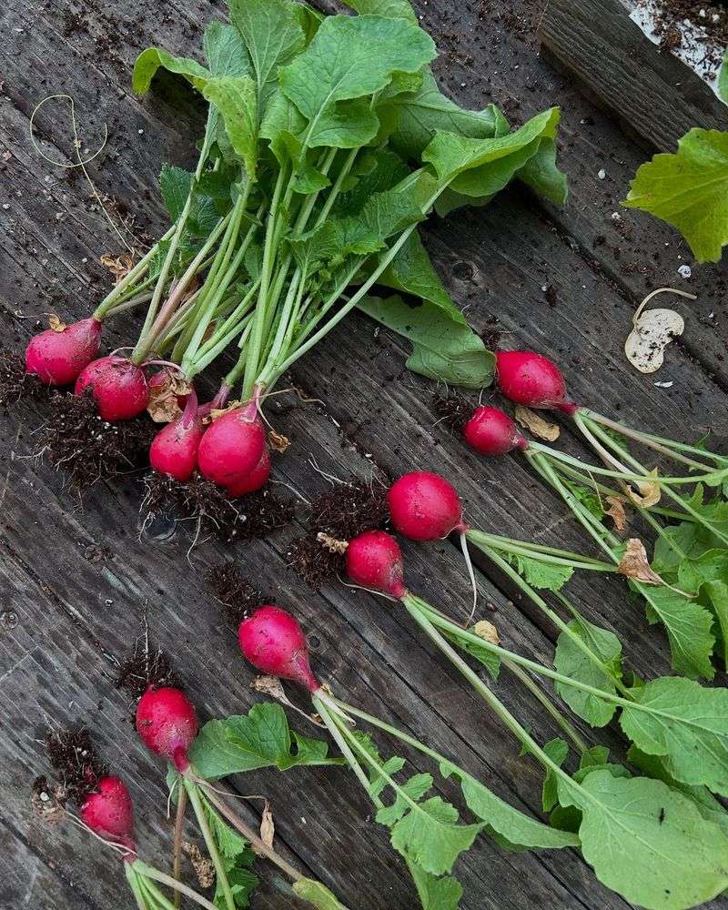 Radishes