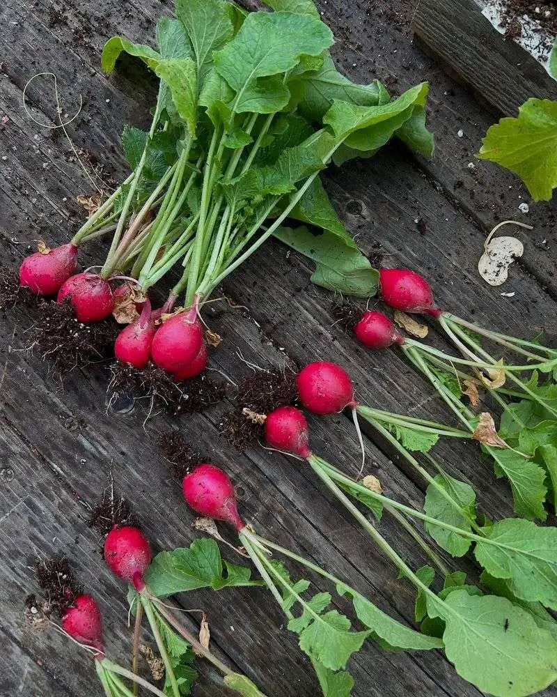 Radishes