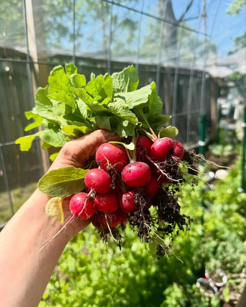 Radishes