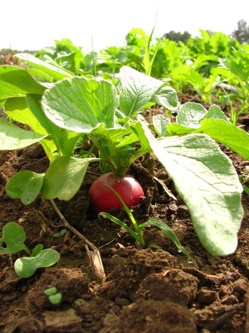 Radishes