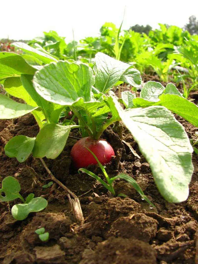 Radishes