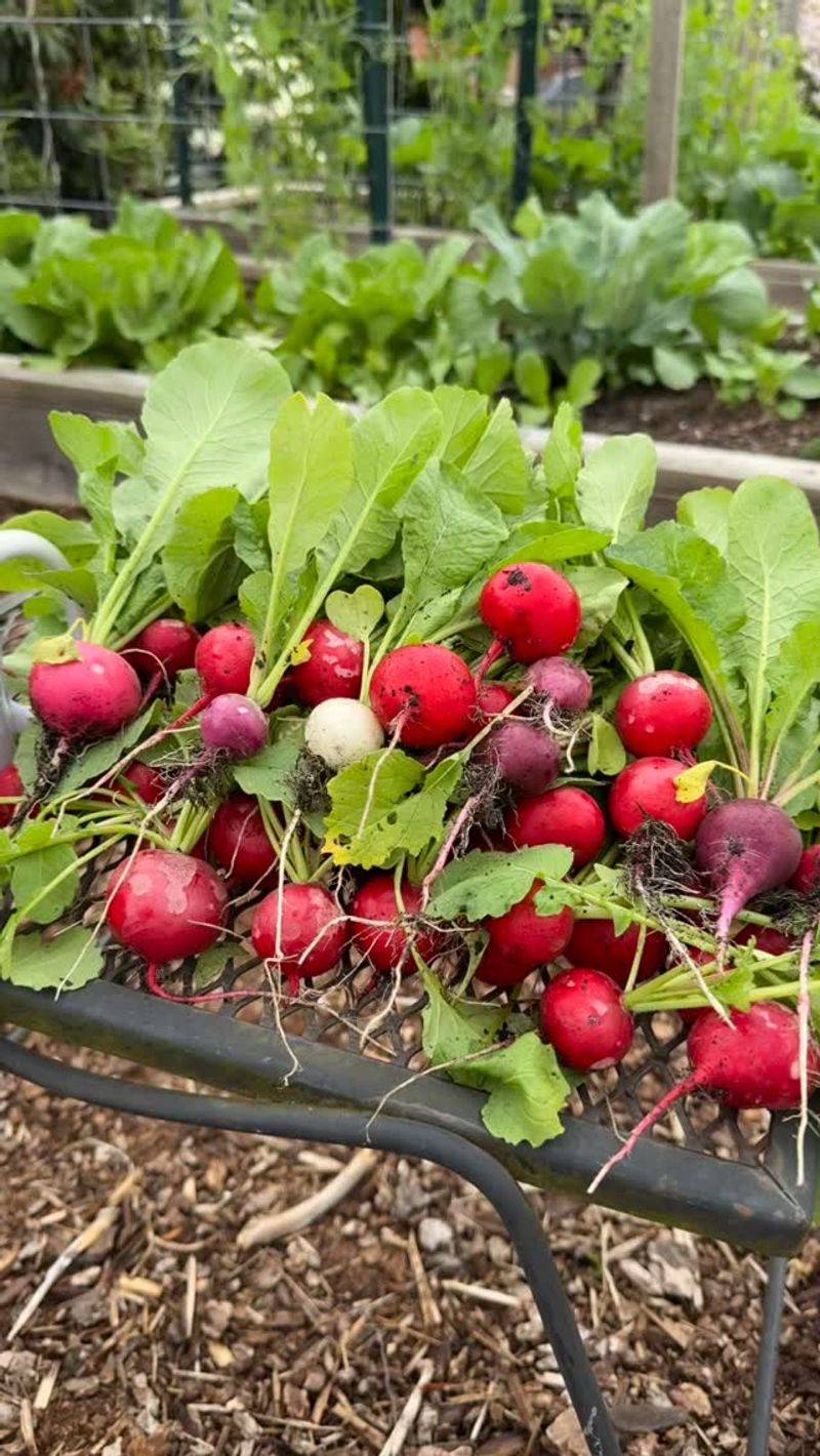 Radishes
