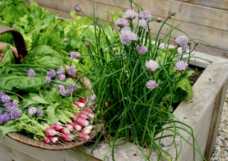 Radishes & Spinach