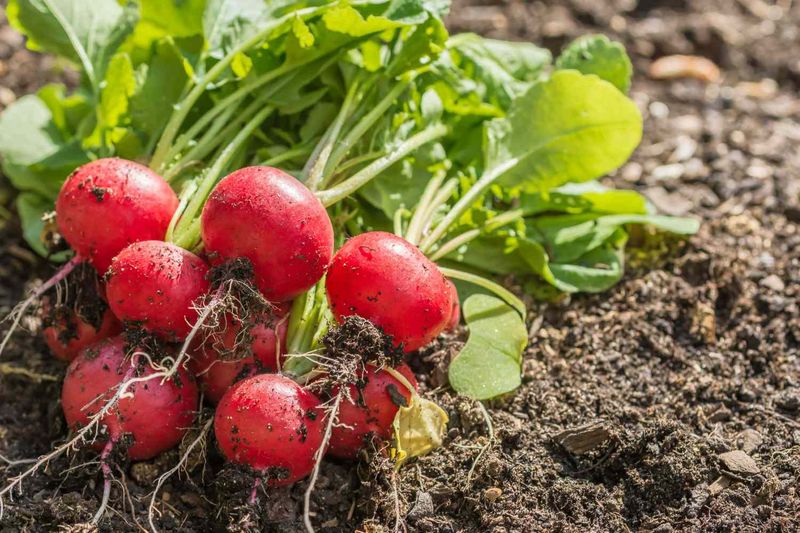 Radishes and Cucumbers