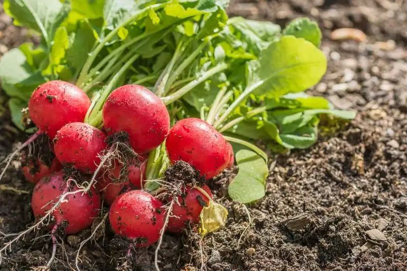 Radishes and Cucumbers