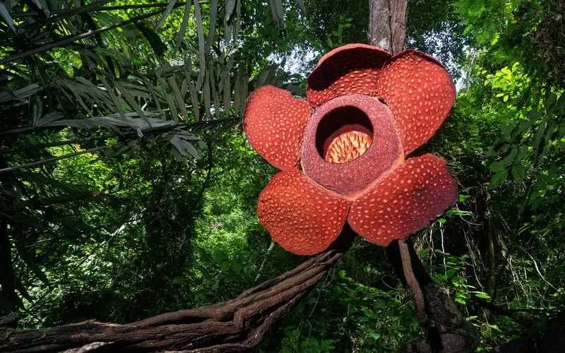 Rafflesia Leaf Look-alike
