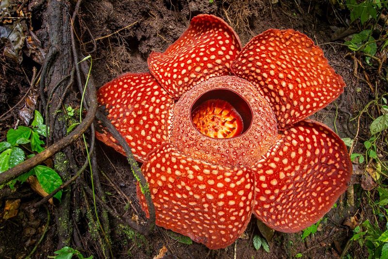 Rafflesia