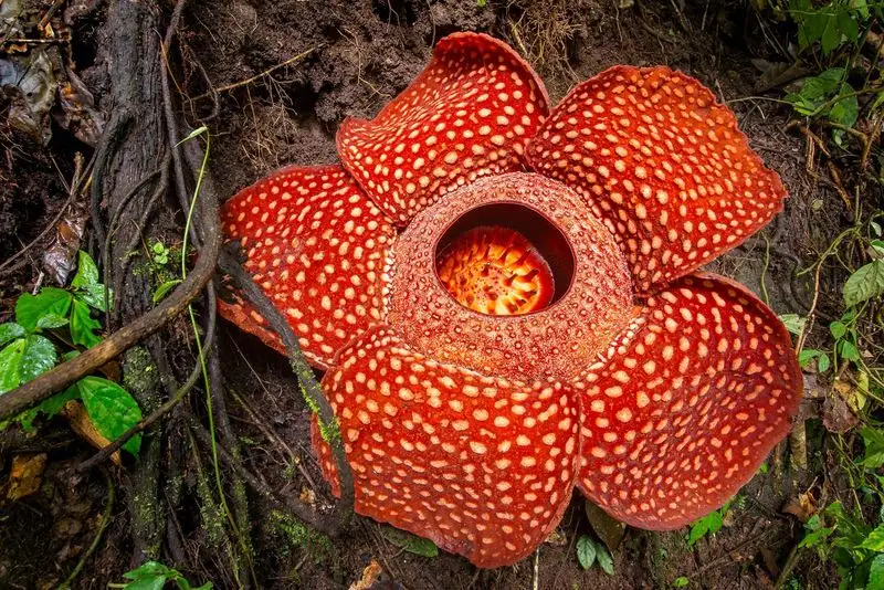 Rafflesia