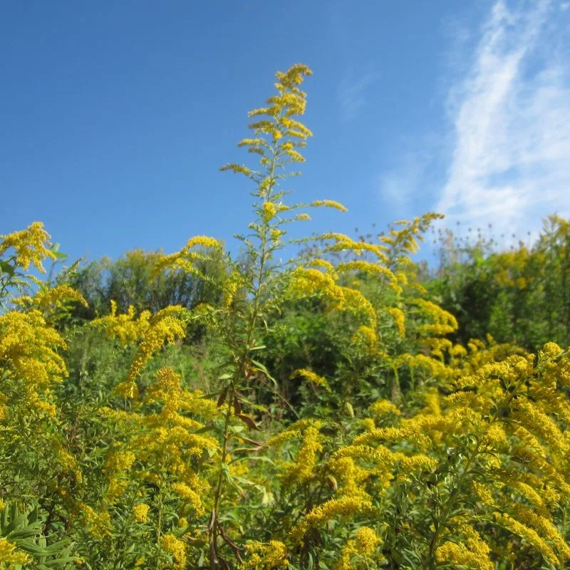 Ragweed