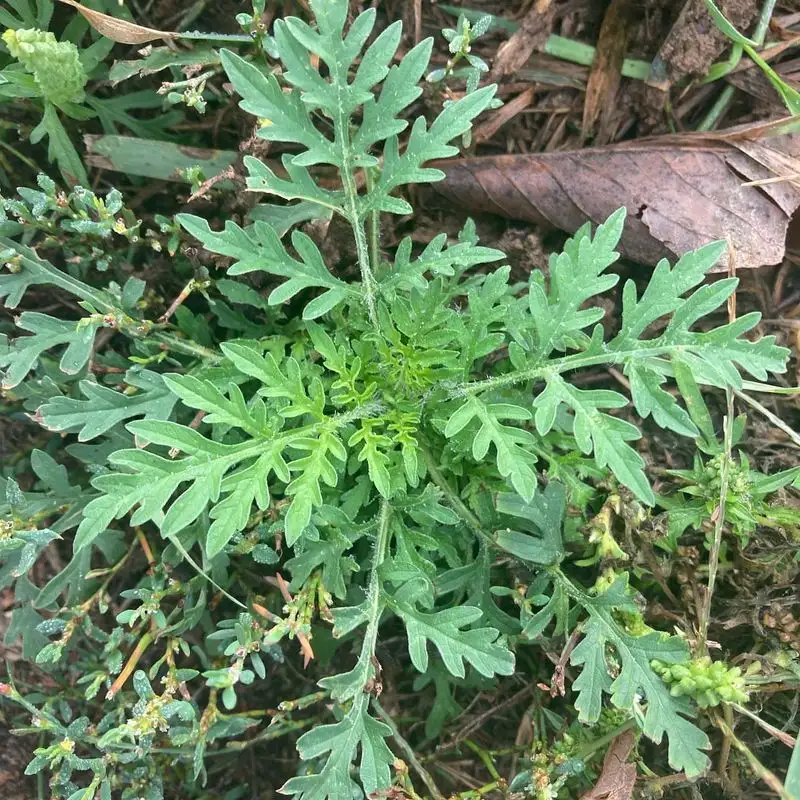 Ragweed