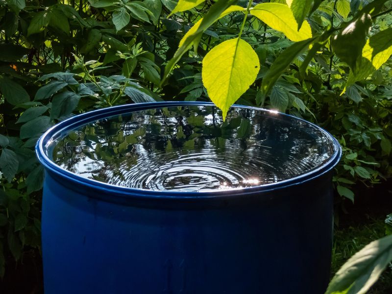 Rain Gardens