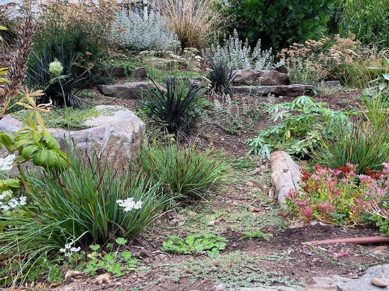 Rain Gardens