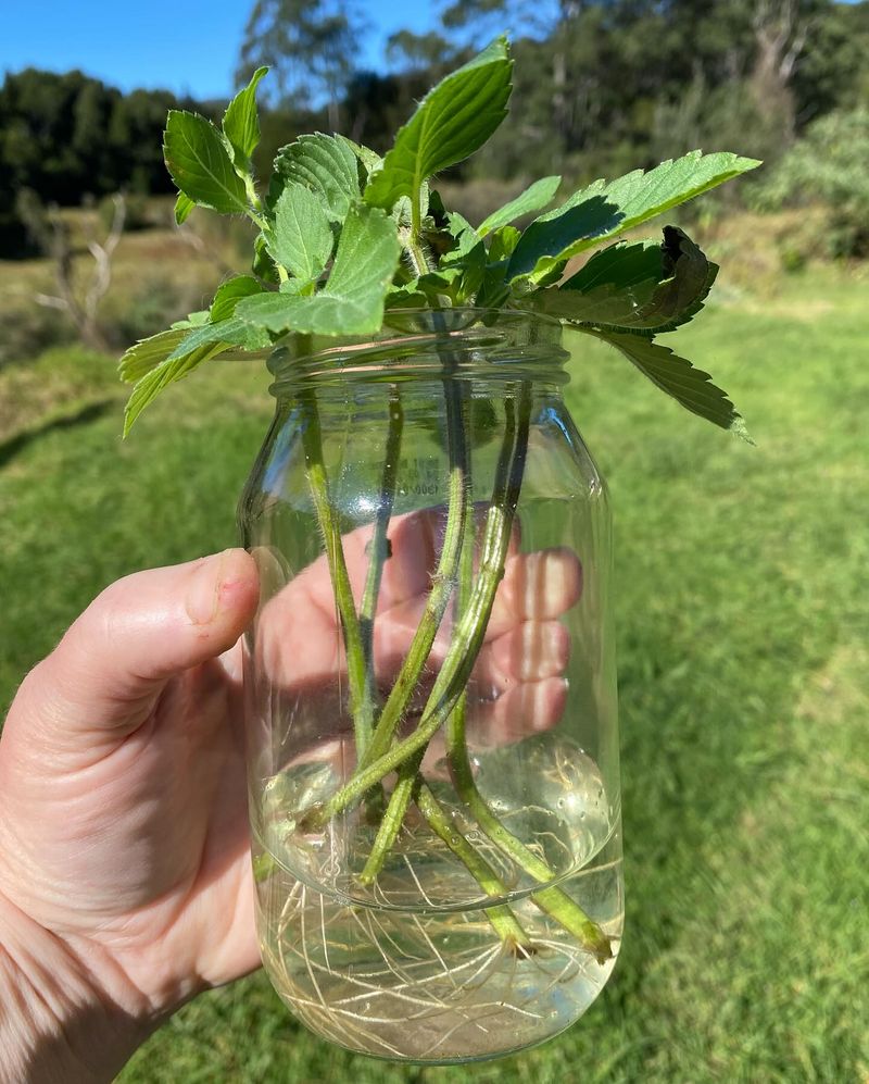 Rain Gauge from a Jar