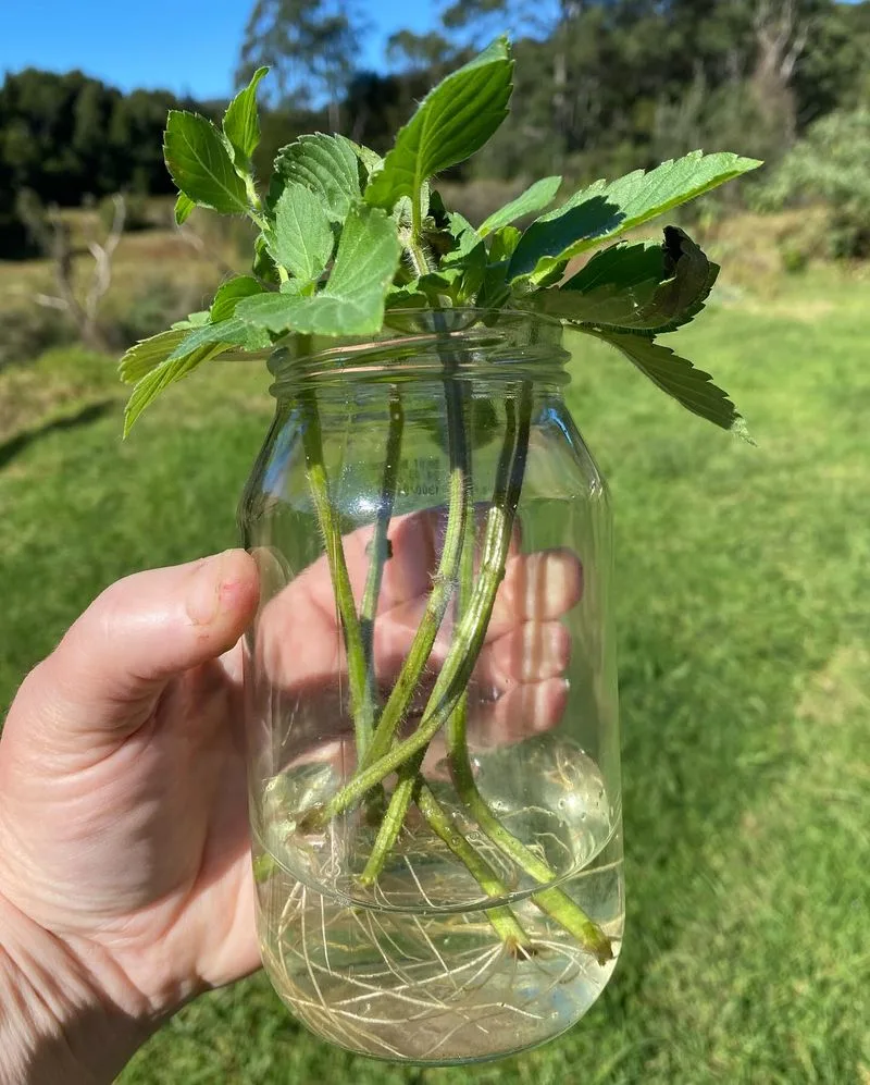 Rain Gauge from a Jar