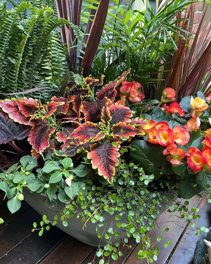 Rainbow Fern Display