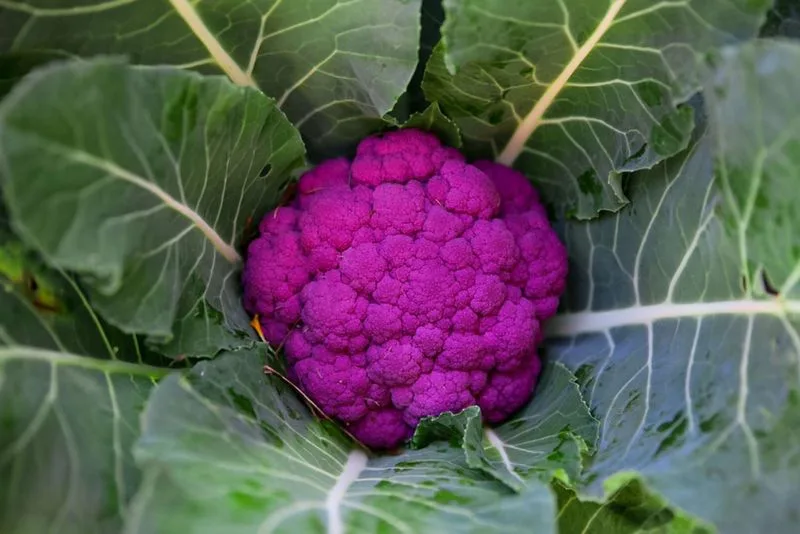 Purple Cauliflower