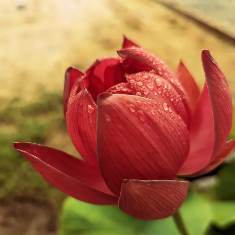 Raindrops Dancing on Petals