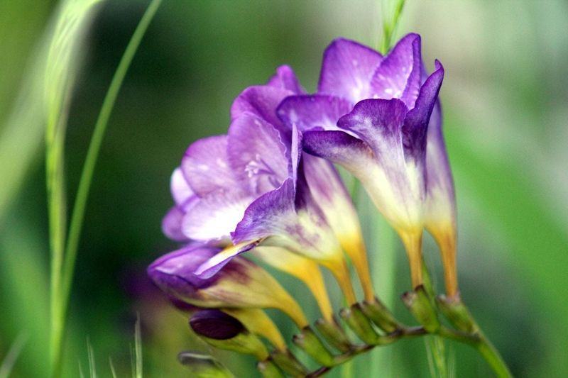 Freesia